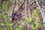 A bird with dark feathers nests cozily behind a branch in Fort Pierce, Florida