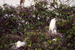 A snowy egret settles in one of many nests in Fort Pierce, Florida