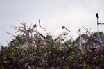 Two wood storks guard their nests back to back in Fort Pierce, Florida