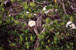 Cattle egrets settle cozily in their nests in Fort Pierce, Florida