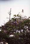 A wood stork stands tall in its nest and while another bird shelters its young carefully in Fort Pierce, Florida