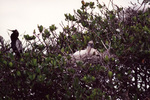 A wood stork nests cozily in Fort Pierce, Florida