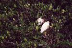 Two cattle egrets perch in their nest in Fort Pierce, Florida