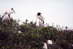 Wood storks tend to their young while a cattle egret perches in its nest below, Fort Pierce, Florida