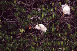 Two cattle egrets perch in their respective nests in Fort Pierce, Florida
