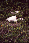 A white egret pokes its beak into its nest in Fort Pierce, Florida