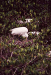 A white egret pokes its beak into its nest while others rest nearby in Fort Pierce, Florida