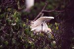 A cattle egret feeds its young with wings spread in Fort Pierce, Florida