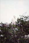 A white egret grooms its feathers in Fort Pierce, Florida
