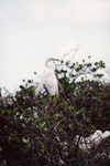 A white egret's long tail feathers blow in the breeze in Fort Pierce, Florida