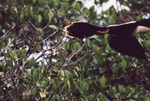 A large brown bird takes off mid-flight in Fort Pierce, Florida