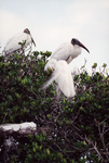 A wood stork stands in its nest behind a white egret in Fort Pierce, Florida