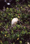 A cattle egret slouches in its nest in Fort Pierce, Florida