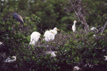 A flock of white egrets perches in the brush in Fort Pierce, Florida