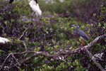 A tricolored heron perches on a branch observantly in Fort Pierce, Florida
