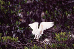 A cattle egret spreads its wings in Fort Pierce, Florida