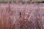 Dusky Seaside Sparrow Perched Among Grass, C by Paul W. Sykes Jr.