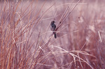 Dusky Seaside Sparrow Perched Among Grass, D by Paul W. Sykes Jr.