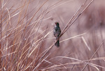 Dusky Seaside Sparrow Perched Among Grass, E by Paul W. Sykes Jr.