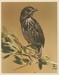 Adult Male Dusky Seaside Sparrow on Territory Impoundment T-24-C, July 1970 by Paul W. Sykes Jr.
