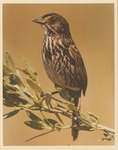 Adult Male Dusky Seaside Sparrow on Territory Impoundment T-24-C, July 1, 1970 by Paul W. Sykes Jr.