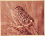 Adult Male Dusky Seaside Sparrow on Territory Impoundment T-24-C, June 1, 1970, A by Paul W. Sykes Jr.