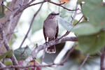 Bahama Mockingbird in West Palm Beach by Raymond H. Plockelman Jr.