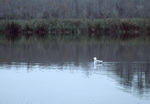 Black-legged Kittiwake on Bivens Arm Lake in Gainesville, B by Unknown