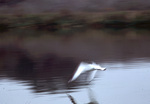 Black-legged Kittiwake on Bivens Arm Lake in Gainesville, C by Unknown