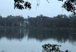 Black-legged Kittiwake on Bivens Arm Lake in Gainesville, D by Unknown