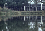 Black-legged Kittiwake on Bivens Arm Lake in Gainesville, F by Unknown
