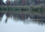 Black-legged Kittiwake on Bivens Arm Lake in Gainesville, H by Unknown