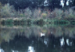 Black-legged Kittiwake on Bivens Arm Lake in Gainesville, J by Unknown
