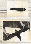 First white-collared swift specimen in United States, B by Florida Ornithological Society