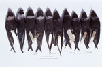 Comparison of 10 white-collared swifts from Latin America, A by Florida Ornithological Society