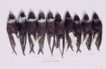 Comparison of 10 white-collared swifts from Latin America, B by Florida Ornithological Society