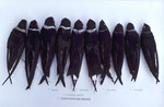 Comparison of 10 white-collared swifts from Latin America, C by Florida Ornithological Society