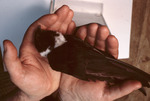 White-collared swift, B by Florida Ornithological Society