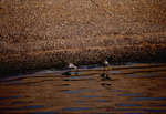 Two curlew sandpipers by the water by Paul Blakeburn