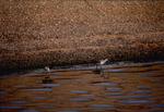 Two curlew sandpipers forage for food, A by Paul Blakeburn