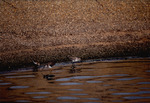 Three curlew sandpipers forage for food by Paul Blakeburn