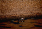 Two curlew sandpipers forage for food, B by Paul Blakeburn