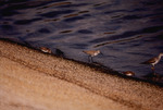 Four curlew sandpipers forage at the shore by Paul Blakeburn