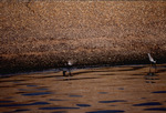 Two curlew sandpipers forage at the shore by Paul Blakeburn