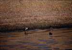 Two curlew sandpipers use their beaks to forage for food by Paul Blakeburn