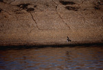 Curlew sandpiper flies across the water by Paul Blakeburn