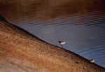 Curlew sandpiper forages for food while another sits nearby by Paul Blakeburn
