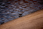 Curlew sandpiper forages for food by Paul Blakeburn