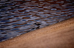 Curlew sandpiper holds its prey in its beak by Paul Blakeburn