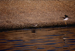 Curlew sandpiper forages for food while another takes flight nearby by Paul Blakeburn